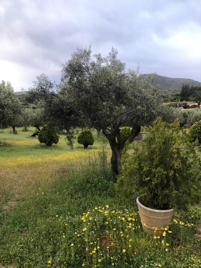 Olive Grove Pension Anavyssos Buitenkant foto