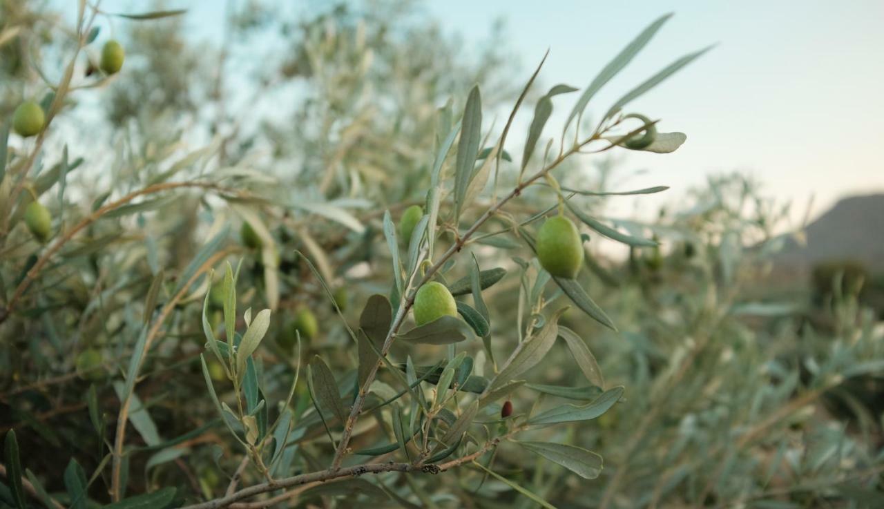 Olive Grove Pension Anavyssos Buitenkant foto